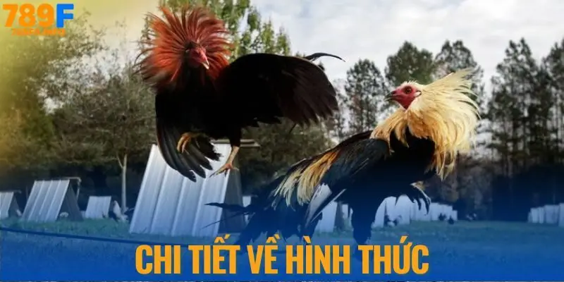 Chi tiết về hình thức đá gà Campuchia