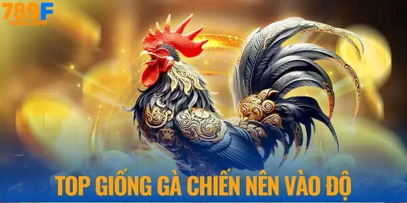 Top giống gà chiến nên vào độ đá gà campuchia