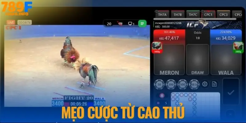 Mẹo cược từ cao thủ đá gà cựa sắt tại nhà cái 789F