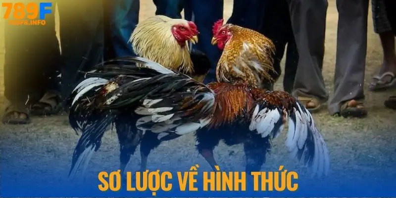 Sơ lượt về hình thức đá gà đòn