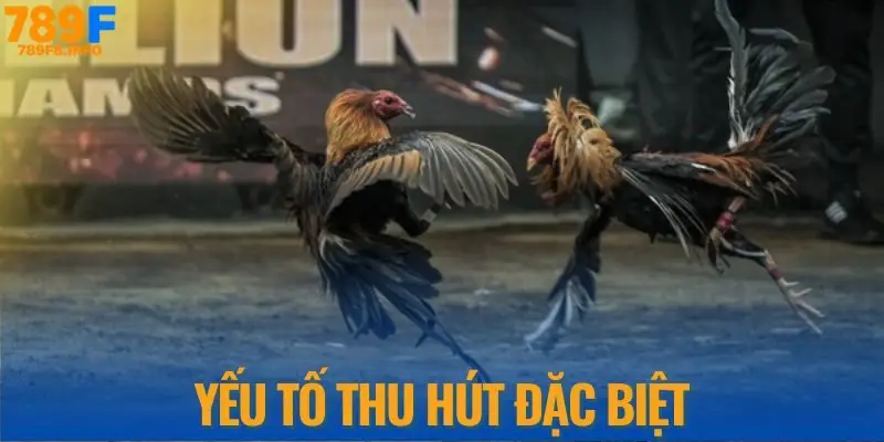 Yếu tố thu hút đặc biệt về đá gà đòn tại 789F