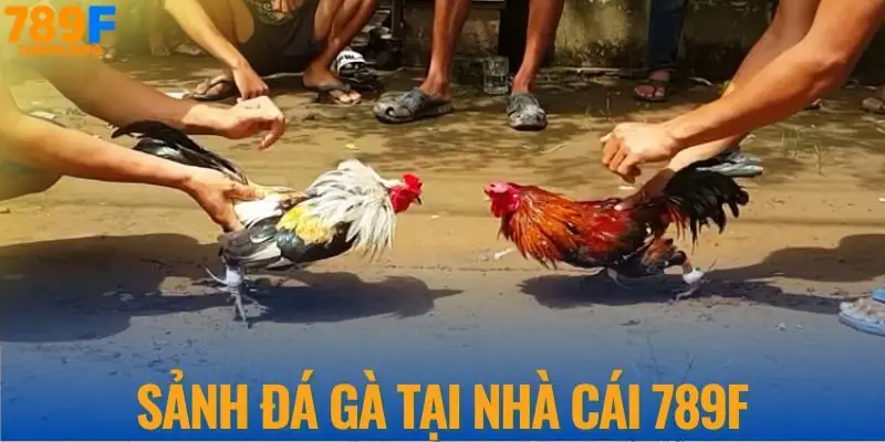 Sảnh Đá Gà tại nhà cái 789F