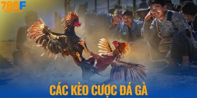 Các kèo cược đá gà tại nhà cái 789F