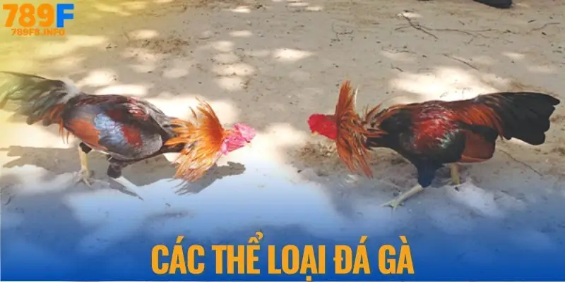 Các thể loại đá gà
